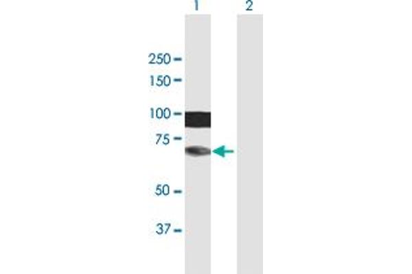 HIRIP3 antibody  (AA 1-556)