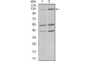 Western Blotting (WB) image for anti-Piwi-Like 4 (PIWIL4) (AA 304-434) antibody (ABIN1724793)