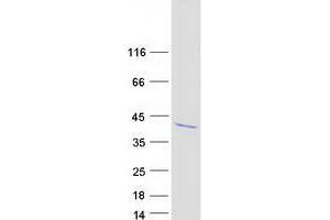 Validation with Western Blot (IGFBP2 Protein (Myc-DYKDDDDK Tag))