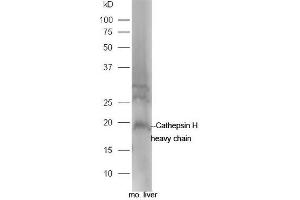 Mouse liver lysate probed with Rabbit Anti-Cathepsin H heavy chain Polyclonal Antibody, Unconjugated (ABIN2559428) at 1:300 in 4˚C. (Cathepsin H antibody  (AA 116-200))