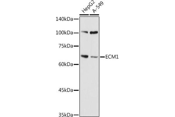 ECM1 antibody  (AA 150-250)