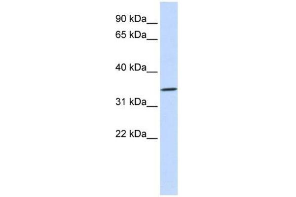 RHCE antibody  (N-Term)