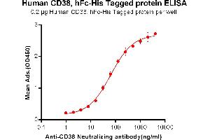 ELISA plate pre-coated by 2 μg/mL (100 μL/well) Human CD38, hFc-His tagged protein (ABIN6961077, ABIN7042183 and ABIN7042184) can bind Anti-CD38 Neutralizing antibody ABIN6964417 and ABIN7272553 in a linear range of 0. (CD38 Protein (AA 43-300) (Fc-His Tag))