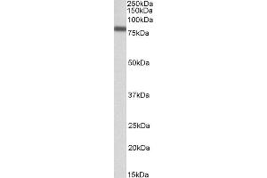 ABIN2563467 (0. (IRF2BP1 antibody  (AA 109-122))