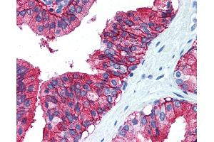 Anti-CD38 antibody IHC of human prostate. (CD38 antibody  (C-Term))