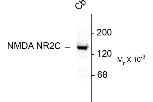 GRIN2C antibody  (N-Term)