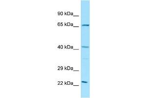 Host: Rabbit Target Name: Elk3 Antibody Dilution: 1. (ELK3 antibody  (N-Term))