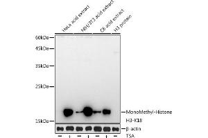 Western blot analysis of extracts of various cell lines, using MonoMethyl-Histone H3-K18 antibody (ABIN7267683) at 1:1000 dilution. (Histone 3 antibody  (H3K18))