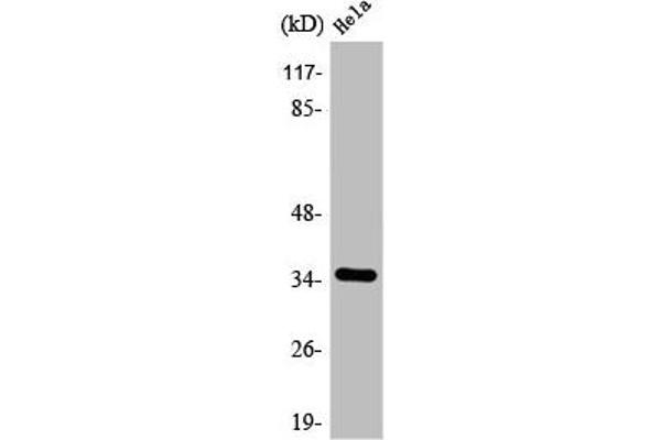 SLC25A31 antibody  (Internal Region)