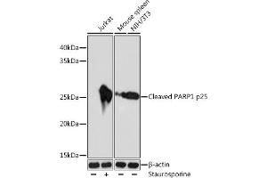 Western blot analysis of extracts of various cell lines, using Cleaved P p25 antibody (ABIN7269438) at 1:1000 dilution. (PARP1 antibody  (cleaved))