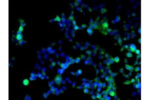 Immunofluorescence (Cultured Cells) (IF (cc)) image for anti-Cyclin D1 (CCND1) (AA 61-110) antibody (ABIN671016)