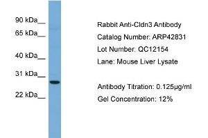 WB Suggested Anti-Cldn3 Antibody Titration:  0. (Claudin 3 antibody  (C-Term))