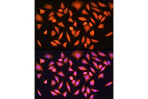 Immunofluorescence analysis of L929 cells using [KO Validated] HINT1 Rabbit pAb  at dilution of 1:100 (40x lens). (HINT1 antibody  (AA 1-126))