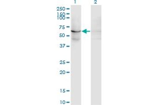 EFHC1 antibody  (AA 270-378)