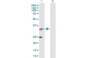 Western Blot analysis of UQCRFS1 expression in transfected 293T cell line by UQCRFS1 MaxPab polyclonal antibody. (UQCRFS1 antibody  (AA 1-274))