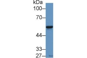 Western Blot; Sample: Porcine Heart lysate; Primary Ab: 1µg/ml Rabbit Anti-Human VF Antibody Second Ab: 0. (NAMPT antibody  (AA 1-491))