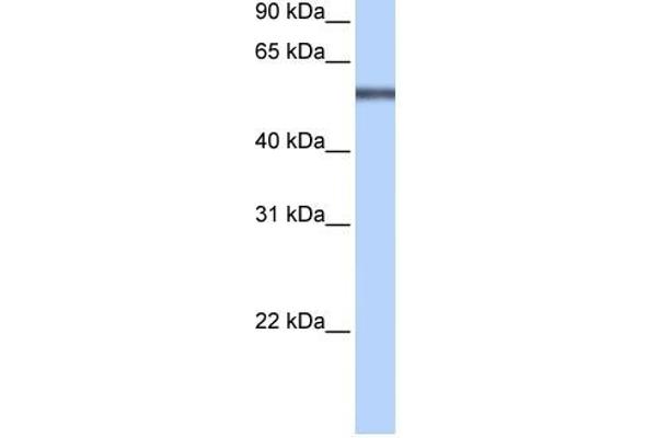 LRRC8E antibody  (Middle Region)