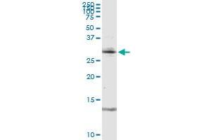 RAG2 MaxPab rabbit polyclonal antibody. (RAG2 antibody  (AA 1-527))