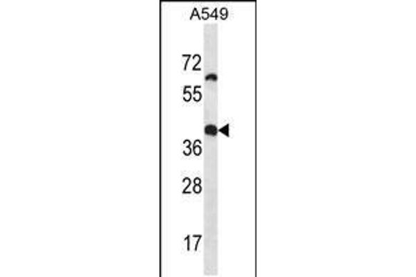 OR14J1 antibody  (C-Term)