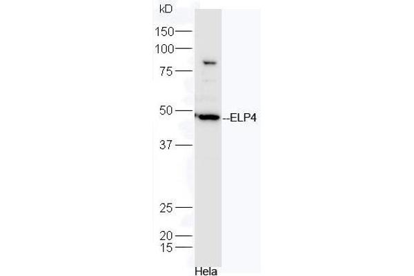 ELP4 antibody  (AA 321-424)