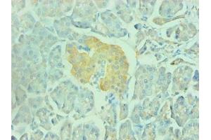 Immunohistochemical of paraffin-embedded human pancreas using ABIN7151798 at dilution of 1:200 (ENO2/NSE antibody)