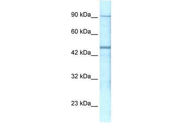 GABRP antibody  (N-Term)