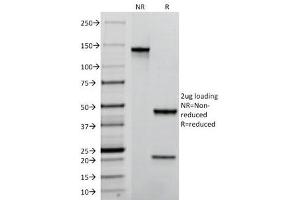 SDS-PAGE (SDS) image for anti-Platelet/endothelial Cell Adhesion Molecule (PECAM1) antibody (ABIN3025390)