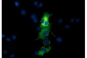 Anti-QPRT mouse monoclonal antibody (ABIN2453566) immunofluorescent staining of COS7 cells transiently transfected by pCMV6-ENTRY QPRT (RC202960). (QPRT antibody)