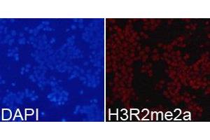 Immunofluorescence (IF) image for anti-Histone 3 (H3) (H3R2me2a) antibody (ABIN1873014) (Histone 3 antibody  (H3R2me2a))