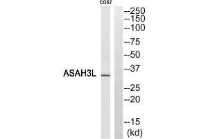 Western Blotting (WB) image for anti-Alkaline Ceramidase 2 (ACER2) (Internal Region) antibody (ABIN1850729) (ACER2 antibody  (Internal Region))