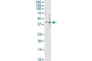 B4GALT4 MaxPab rabbit polyclonal antibody. (B4GALT4 antibody  (AA 1-344))