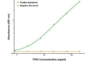 ELISA image for anti-Tumor Protein P63 (TP63) antibody (ABIN2672157) (p63 antibody)