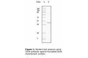 Image no. 1 for anti-CD34 (CD34) antibody (ABIN232132) (CD34 antibody)