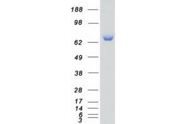 SCYL3 Protein (Transcript Variant 1) (Myc-DYKDDDDK Tag)