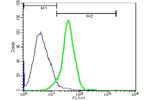 HeLa cells probed with Rabbit Anti-Ezrin Polyclonal Antibody, FITC Conjugated (ABIN675241) at 1:100 for 40 minutes (green)compared to control cells (blue). (Ezrin antibody  (AA 455-586) (FITC))