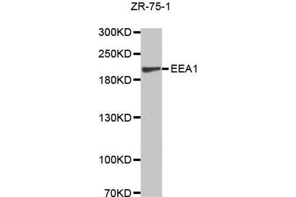 EEA1 Antikörper  (AA 1182-1411)