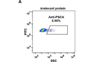 Expi 293 cell line transfected with irrelevant protein  (A) and human PSCA  (B) were surface stained with Rabbit anti-PSCA monoclonal antibody 1 μg/mL  (clone: DM87) followed by Alexa 488-conjugated anti-rabbit IgG secondary antibody. (PSCA 抗体  (AA 12-86))