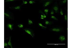 Immunofluorescence of purified MaxPab antibody to PCNA on HeLa cell. (PCNA antibody  (AA 1-261))