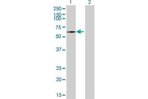 SEMA3B antibody  (AA 1-635)