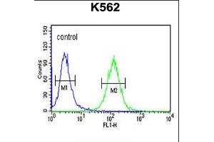 Flow cytometric analysis of K562 cells (right histogram) compared to a negative control cell (left histogram). (RTN4RL1 antibody  (C-Term))