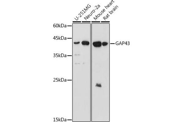 GAP43 antibody  (AA 1-238)