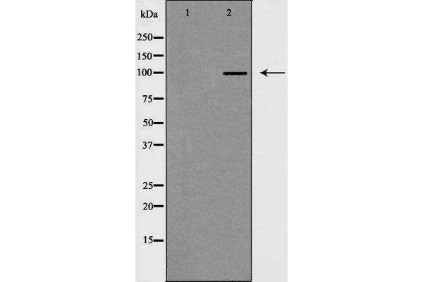 MKL1 antibody  (N-Term)