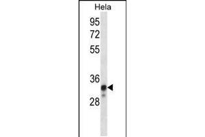 Western blot analysis in Hela cell line lysates (35ug/lane). (NDUFS8 antibody  (AA 81-108))