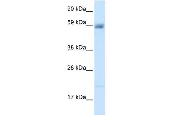 ASIC3 antibody  (N-Term)