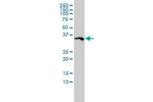 SPARC monoclonal antibody (M02A), clone 1B2 Western Blot analysis of SPARC expression in A-431 . (SPARC antibody  (AA 1-303))