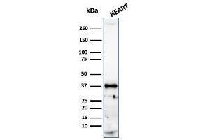 Western Blotting (WB) image for anti-Histone H1 antibody (ABIN6939598)