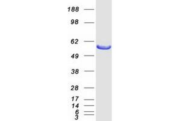 PSMD5 Protein (Myc-DYKDDDDK Tag)