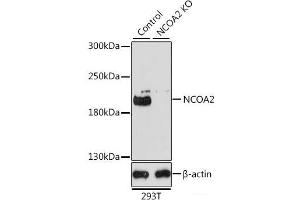 Western blot analysis of extracts from normal (control) and NCOA2 knockout (KO) 293T cells using NCOA2 Polyclonal Antibody at dilution of 1:1000. (NCOA2 antibody)