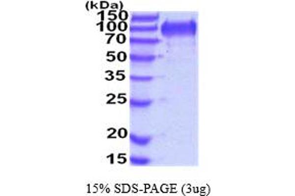 CDHR5 Protein (AA 29-641) (His tag)