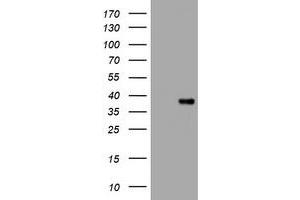 Image no. 2 for anti-Kallikrein 8 (KLK8) (AA 33-260) antibody (ABIN1491415) (Kallikrein 8 antibody  (AA 33-260))